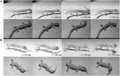 The tailless gecko gets the worm: prey type alters the effects of caudal autotomy on prey capture and subjugation kinematics
